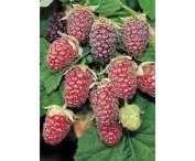 Rubus 'Tayberry'