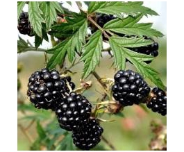 Rubus frut. 'Thornless Evergreen'