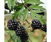 Rubus frut. 'Thornless Evergreen'
