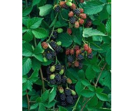 Rubus frut. 'Thornfree'