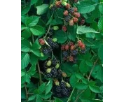 Rubus frut. 'Thornfree'