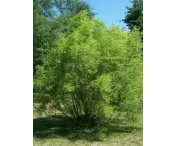 Salix nigra