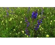 Salvia pratensis