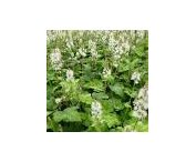 Tiarella wherryi