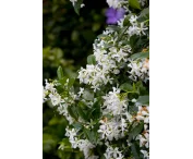 Trachelospermum jasminoides