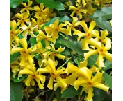 Trachelospermum j. Star of Toscane