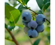 Vaccinium c. 'Brigitta Blue'