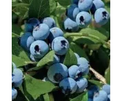 Vaccinium c. 'Bluecrop'