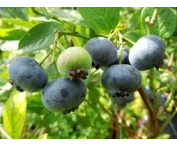 Vaccinium cor. 'Bluegold'