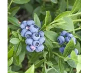Vaccinium c. 'Blueray'