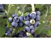 Vaccinium c. 'Chandler'