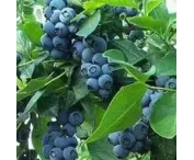 Vaccinium c. 'Darrow'