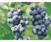Vaccinium c. 'Duke'