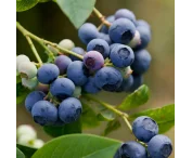 Vaccinium c. 'Earliblue'