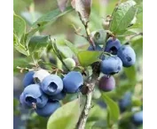 Vaccinium c. 'Elisabeth'