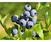 Vaccinium c. 'Goldtraube 71'
