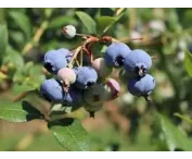 Vaccinium c. 'Heerma'