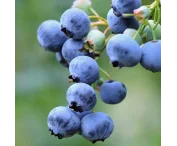 Vaccinium c. 'Herbert'