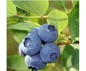 Vaccinium c. 'Jersey'