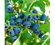 Vaccinium cor. 'North Blue'