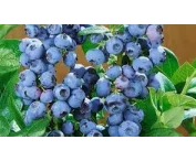 Vaccinium c. 'Ozark Blue'
