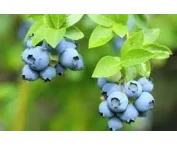 Vaccinium c. 'Patriot'