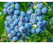 Vaccinium c. 'Powderblue'