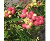 Vaccinium cor. 'Pink Lemonade'