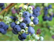 Vaccinium corymbosum 'Roxy Blue'