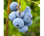 Vaccinium c. 'Rubel'