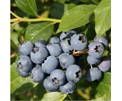 Vaccinium c. 'Sierra'