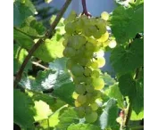 Vitis 'Aurore'