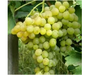Vitis 'Fanny'
