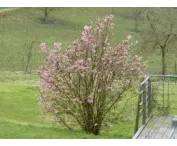 Viburnum farreri