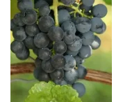 Vitis 'Glenora'