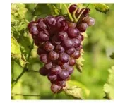 Vitis 'Heike' (bl) (pitloos)