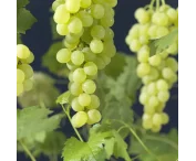 Vitis 'Himrod'