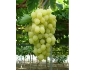 Vitis 'Jana' (W, pitloos)