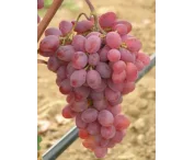 Vitis 'Katharina'