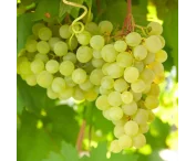 Vitis 'Lakemont'