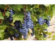 Vitis 'Léon Millot'