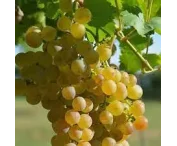 Vitis 'Muscaat of Alexandria'