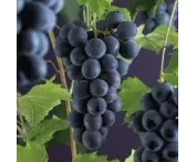 Vitis 'Muscat Bleu'