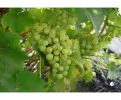 Vitis 'Muscat White'