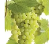 Vitis 'Phönix'