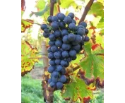 Vitis 'Regent'