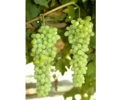 Vitis 'Selma' (pitloos, wit)