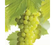 Vitis 'Solaris'