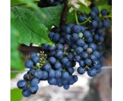 Vitis 'Triomph d alsace' (blauw)