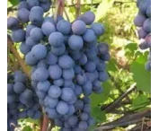 Vitis Venus pitloos blw